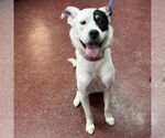 Small #15 American Pit Bull Terrier Mix
