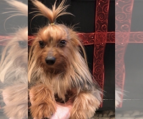 Medium Photo #1 Yorkshire Terrier Puppy For Sale in MOUNT CARMEL, PA, USA