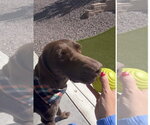 Small #3 German Shorthaired Pointer