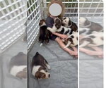 Small #3 Colonial Cocker Spaniel-Saint Bernard Mix