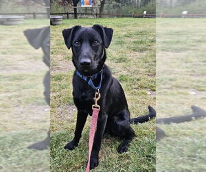Borador Dogs for adoption in Olalla, WA, USA