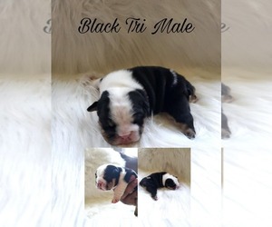 English Bulldog Puppy for sale in WALDORF, MD, USA