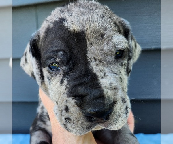 Medium Photo #3 Great Dane Puppy For Sale in MOUNT STERLING, KY, USA