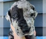 Small #2 Great Dane
