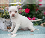 Puppy Latte Chihuahua