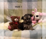 Small #2 Morkie
