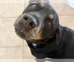 Small #2 Rottweiler