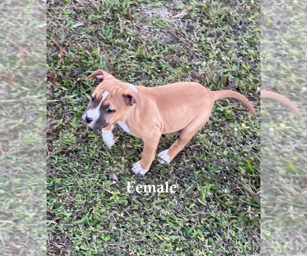 Medium Photo #4 American Pit Bull Terrier Puppy For Sale in NAPLES, FL, USA