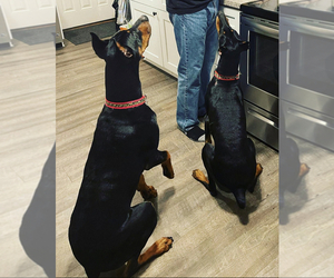 Doberman Pinscher Puppy for sale in ROCHESTER, WA, USA