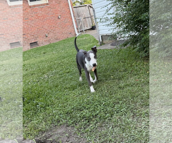 Medium Photo #12 Doberman Pinscher-Unknown Mix Puppy For Sale in Virginia Beach, VA, USA