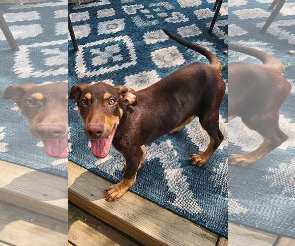 Medium Photo #3 Doberman Pinscher Puppy For Sale in Aurora, OH, USA