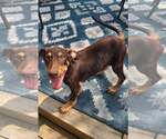 Small #2 Doberman Pinscher