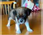 Puppy Loki Puggle