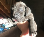 Small Photo #5 Great Dane Puppy For Sale in PINNACLE, NC, USA