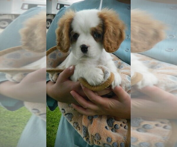 Medium Photo #1 Cavalier King Charles Spaniel Puppy For Sale in CLARE, MI, USA