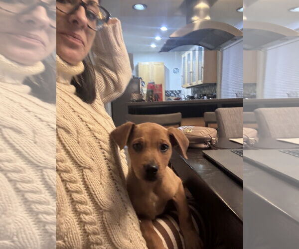 Medium Photo #4 Australian Shepherd-Unknown Mix Puppy For Sale in Aurora, CO, USA