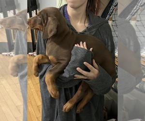 Doberman Pinscher Puppy for sale in BEDFORD, VA, USA
