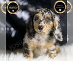 Puppy Dottie AKC Dachshund