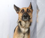 Small #1 German Shepherd Dog