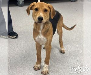 Beagle-Unknown Mix Dogs for adoption in Washington, DC, USA