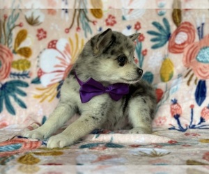 Pomsky-Shiba Inu Mix Puppy for sale in LANCASTER, PA, USA