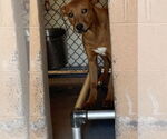 Small Redbone Coonhound Mix