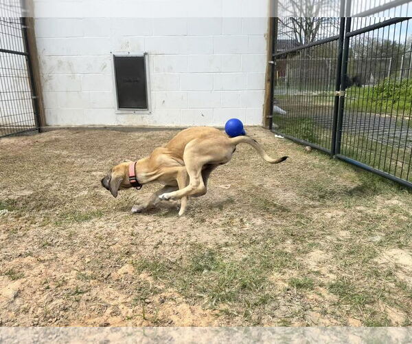 Medium Photo #7 Anatolian Shepherd-Rhodesian Ridgeback Mix Puppy For Sale in Higley, AZ, USA