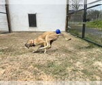 Small #6 Anatolian Shepherd-Rhodesian Ridgeback Mix
