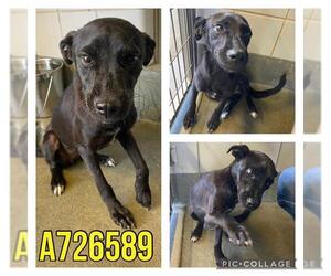 Labrador Retriever-Unknown Mix Dogs for adoption in San Antonio, TX, USA