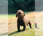Small Photo #6 Labrador Retriever Puppy For Sale in CHARLOTTE, NC, USA