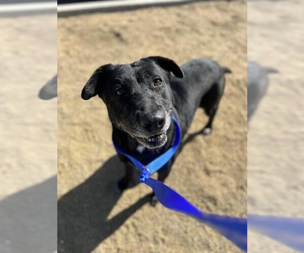 Medium Photo #2 Labrador Retriever Puppy For Sale in Chula Vista, CA, USA
