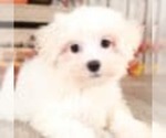 Small Photo #2 Maltese Puppy For Sale in MOUNT VERNON, OH, USA