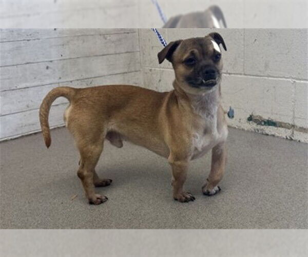 Medium Photo #1 Chug Puppy For Sale in San Bernardino, CA, USA