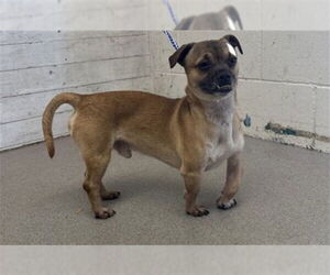 Chug Dogs for adoption in San Bernardino, CA, USA