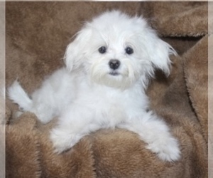Father of the Morkie puppies born on 04/30/2026