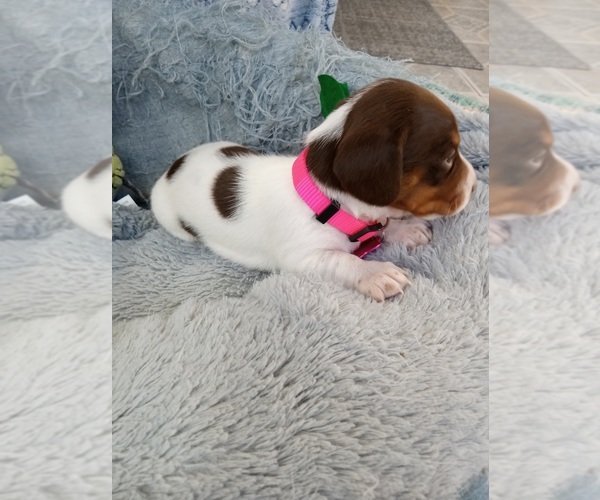 Medium Photo #7 Dachshund Puppy For Sale in COFFEYVILLE, KS, USA