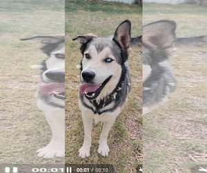 Kazu - Male Siberian Husky-Unknown Mix Dog for Adoption - Photo #2