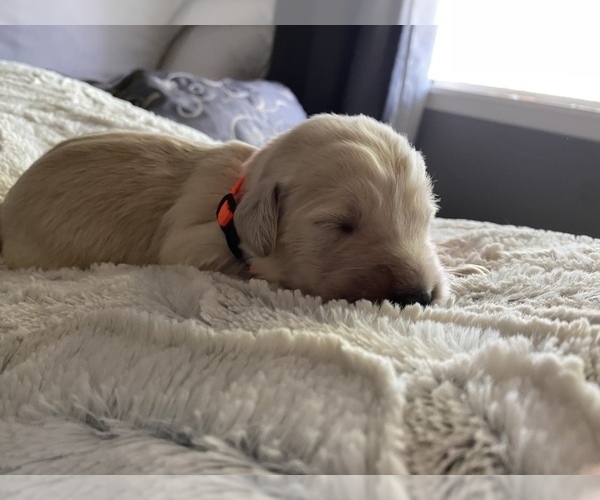 Medium Photo #2 Goldendoodle Puppy For Sale in N HIGHLANDS, CA, USA