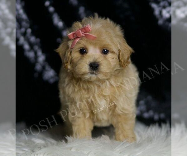 Medium Photo #2 Maltipoo Puppy For Sale in WARSAW, IN, USA