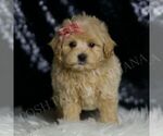 Small #1 Maltipoo