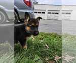 Small Photo #7 German Shepherd Dog Puppy For Sale in MANHEIM, PA, USA