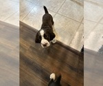 Puppy Brownie English Springer Spaniel