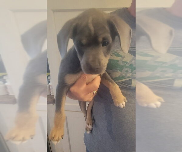 Medium Photo #3 Chihuahua Puppy For Sale in Rocky Mount, NC, USA