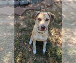 Small Labrador Retriever Mix