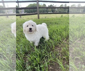 Coton de Tulear Puppy for sale in CANOGA, NY, USA