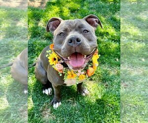 American Pit Bull Terrier-American Staffordshire Terrier Mix Dogs for adoption in Redlands, CA, USA