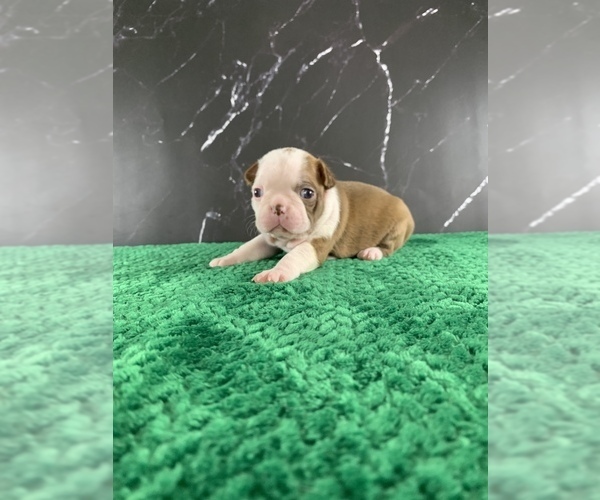 Medium Photo #93 Boston Terrier Puppy For Sale in TULARE, CA, USA