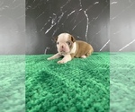 Small Photo #93 Boston Terrier Puppy For Sale in TULARE, CA, USA