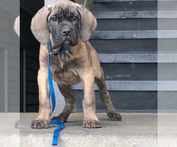 Medium Photo #1 Cane Corso Puppy For Sale in HYATTSVILLE, MD, USA