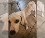 Small Photo #7 Beagle Puppy For Sale in Tampa, FL, USA